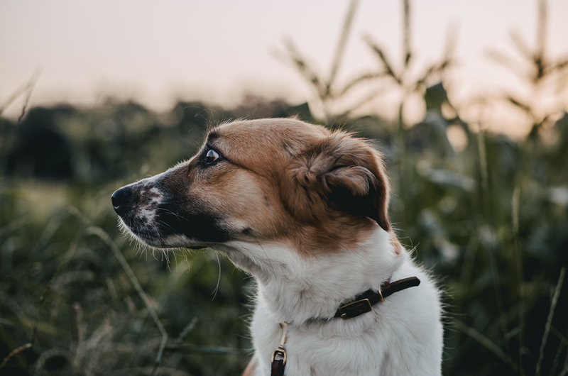 änglister Hund aus Rumänien
