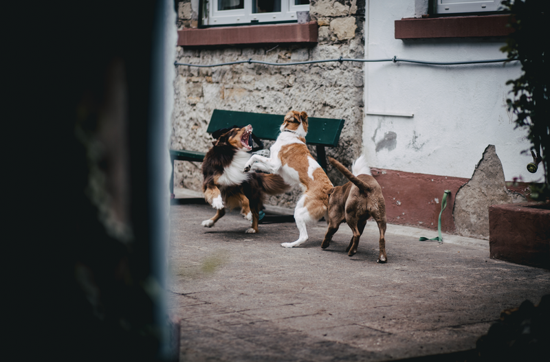 Hunde die sich prügeln
