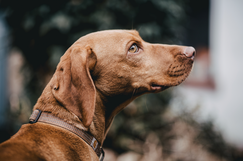 Unterstellungen, wenn im Hundetraining auch mit Bestrafung gearbeitet wird