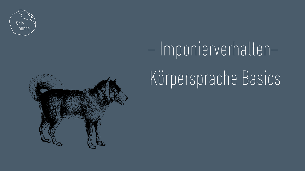 Imponierverhalten – Körpersprache Basics (17 Minuten)