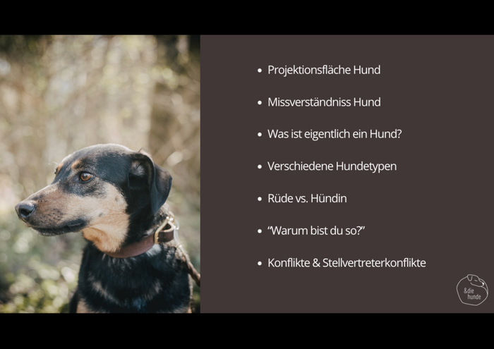 WEBINARAUFZEICHNUNG – Wer bist du eigentlich? – Den eigenen Hund neu kennenlernen