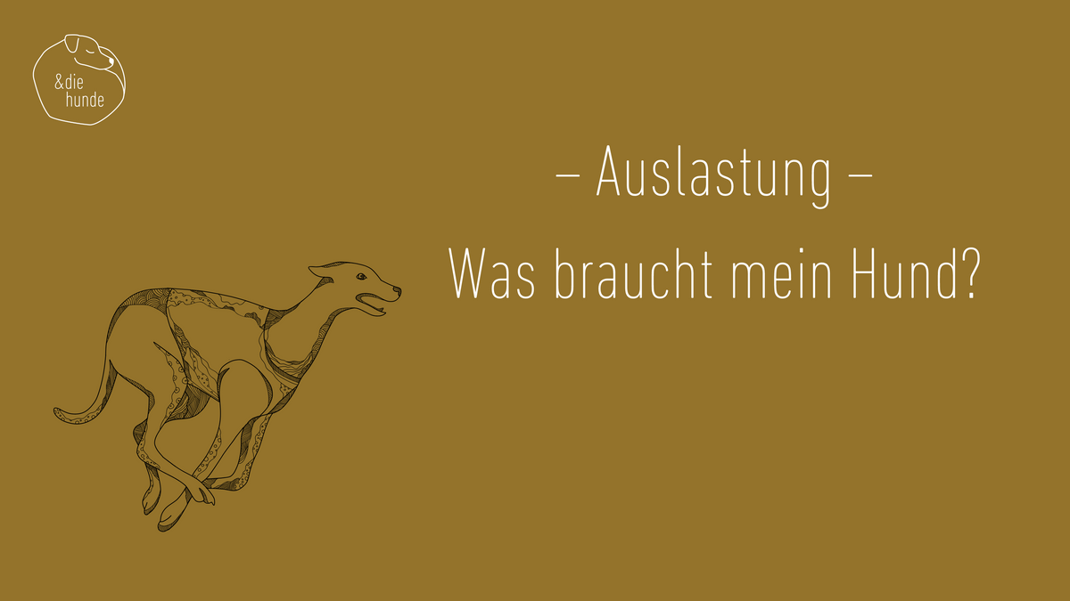 Auslastung – Was braucht mein Hund? (24min)