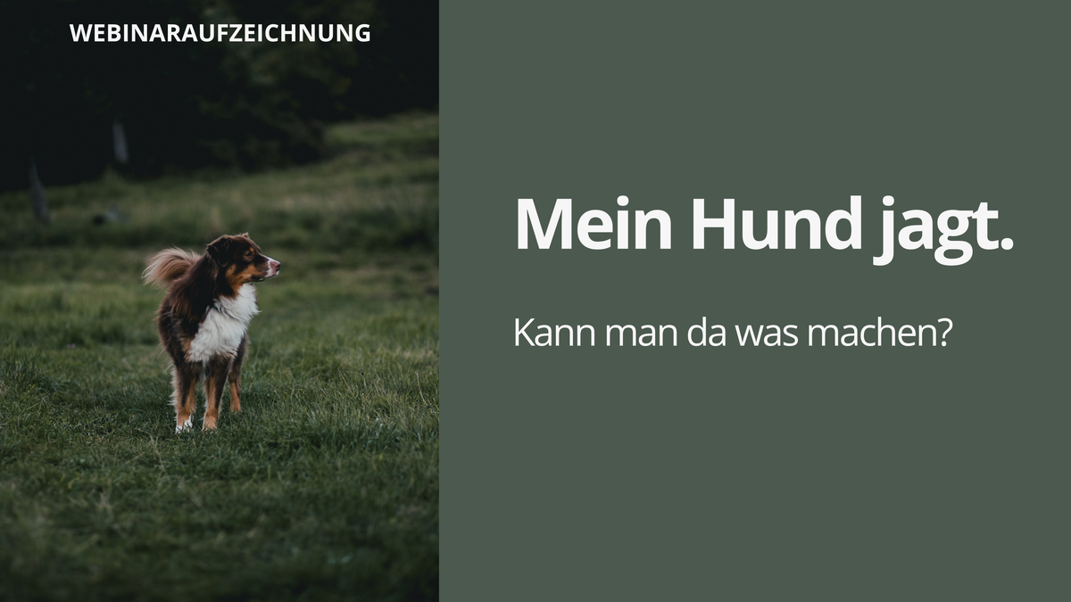 Webinaraufzeichnung – Mein Hund jagt. Kann man da was machen? (