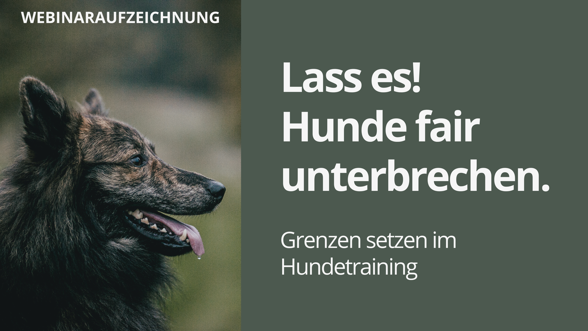Webinaraufzeichnung – Lass es! Hunde fair unterbrechen