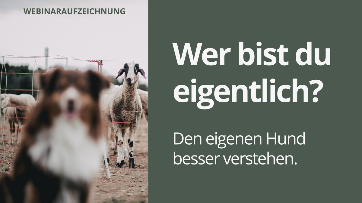 Webinaraufzeichnung – Wer bist du eigentlich? Den eigenen Hund besser verstehen.